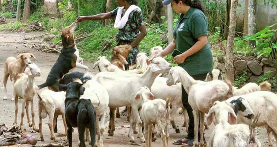 Dogs Turn Savior in Kerala Floods -