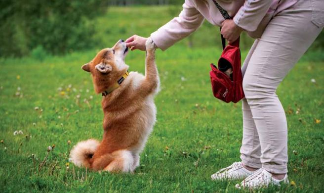 PET INSURANCE FIND NEW TAKERS INDIA -