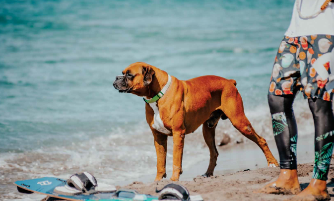 Keep your Dog Safe at the BEACH